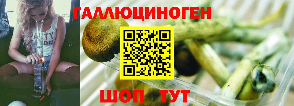Галлюциногенные грибы Psilocybe Нижнекамск